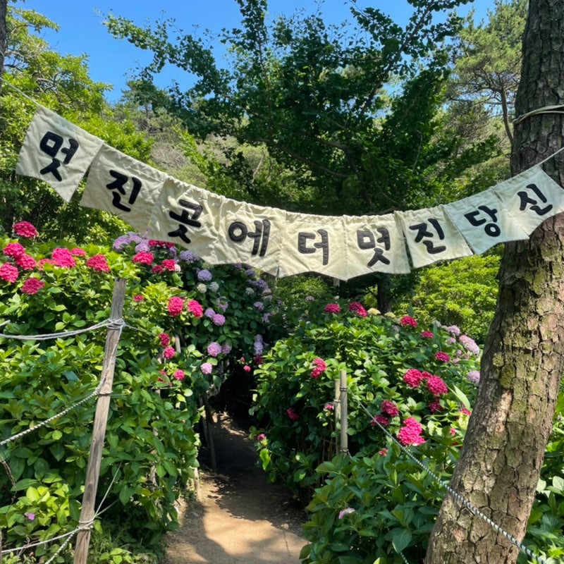 수국꽃 문화축제