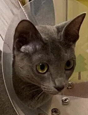 일상에도 있으면 편리한 고양이 엘리자베스 칼라 & 수술복