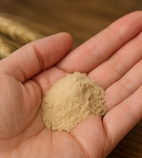 맥주효모의 효능