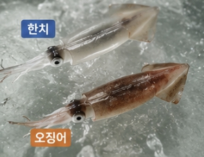 한치와 오징어 차이