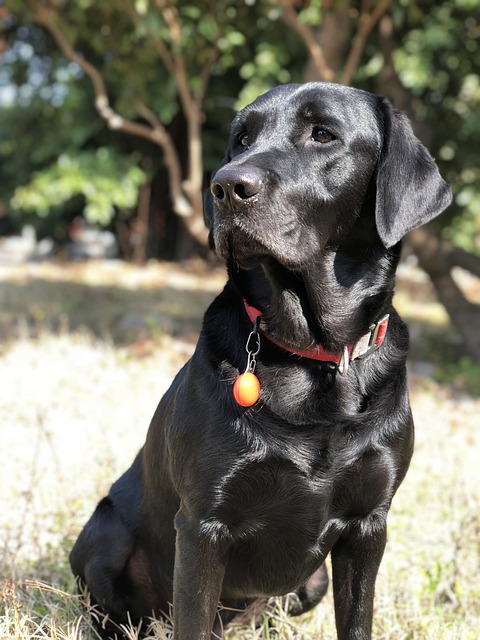 강아지 분리불안 해결법