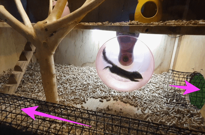 실내동물원-다람쥐-챗바퀴