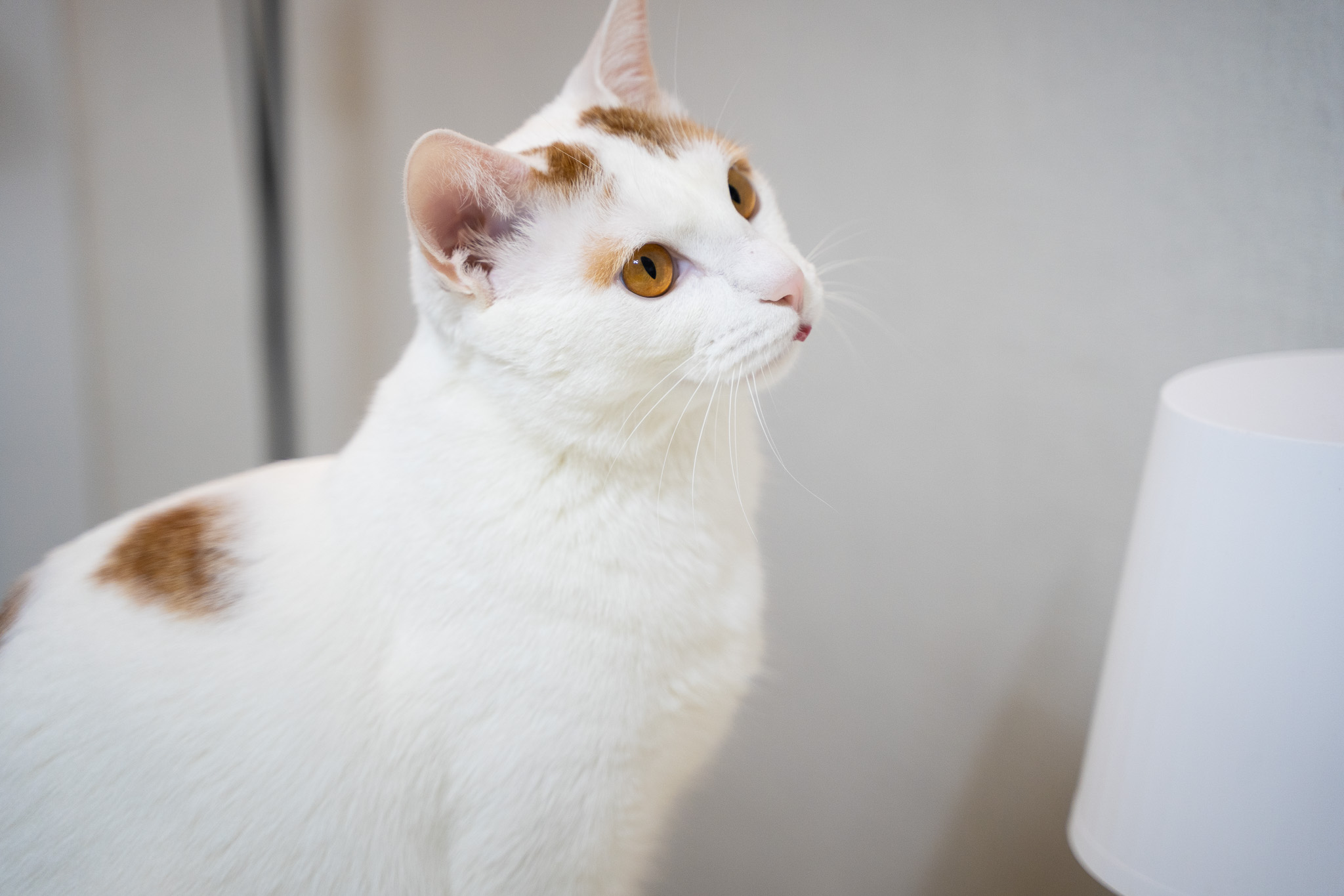 고양이 복막염(FIP) 완치 경험 + 치료 일정표 완벽 정리