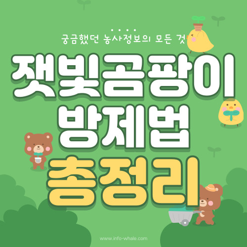 잿빛곰팡이병 발생 원인,증상,방제방법 정리