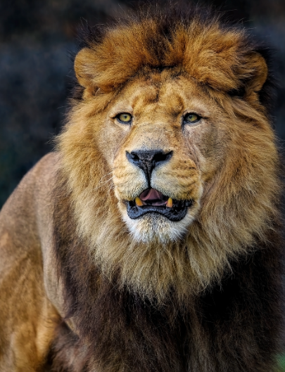 사자 모습 이미지