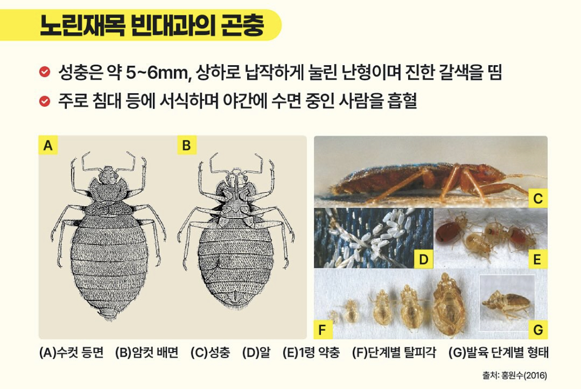 빈대란?