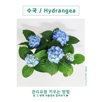 수국 키우는법 개화시기 삽목시기 가지치기 화분 물주기_23