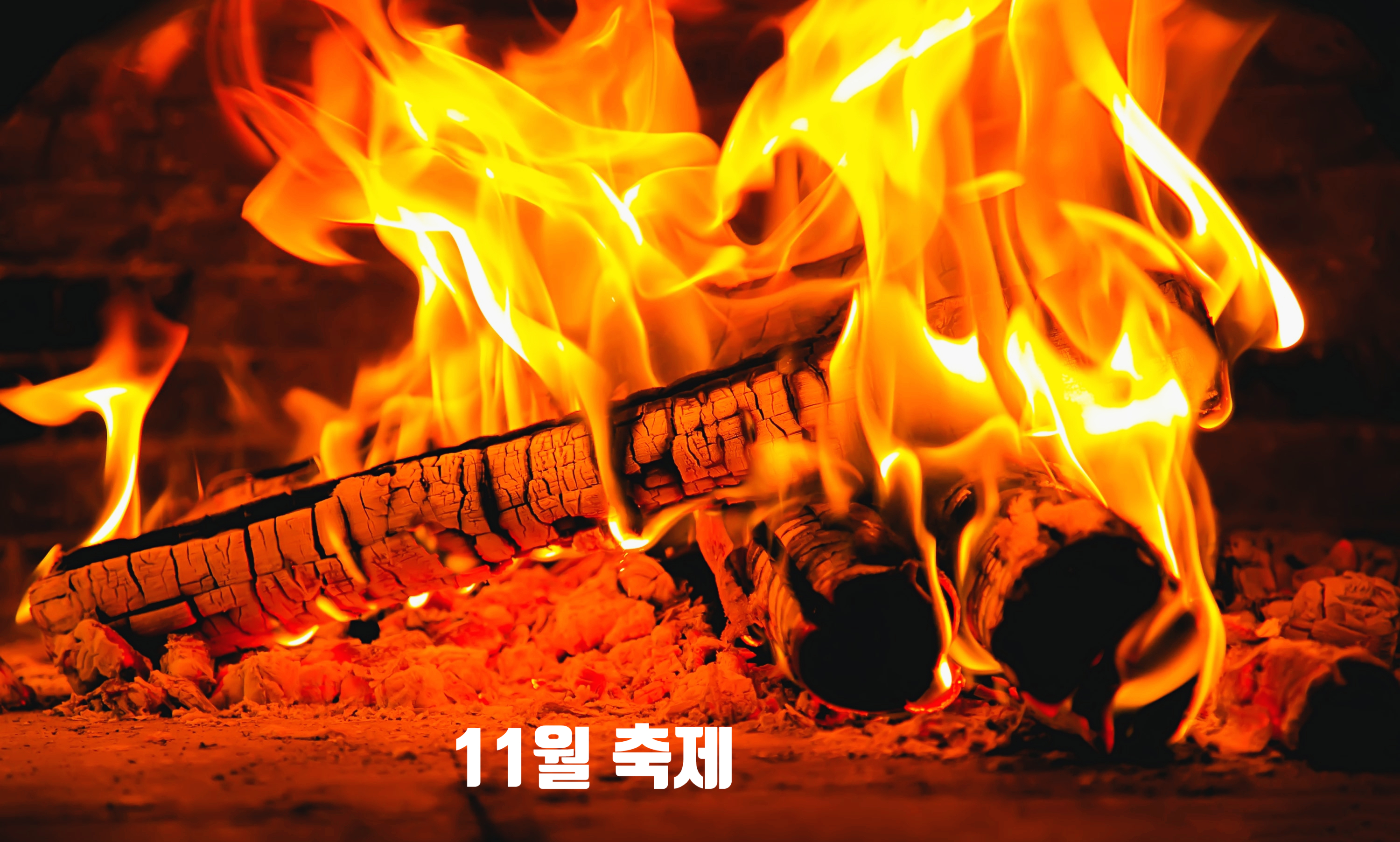 11월축제