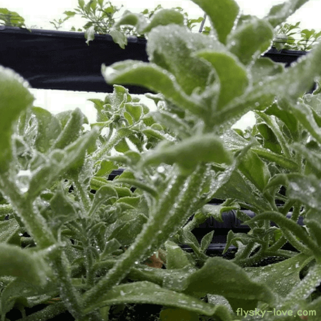 슈퍼푸드 아이스플랜트(Ice Plant)