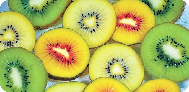 키위-효능