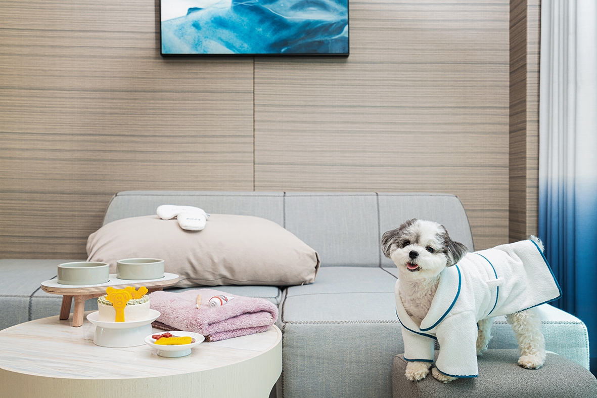 부산 반려견 호텔 추천 TOP5 ❘ 해운대·광안리 애견 동반 숙소 총정리 관련 사진
