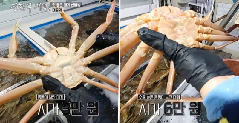 전현무 계획 2 영덕 대게 집