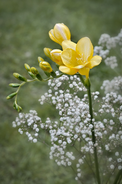 프리지아 (Freesia)