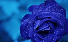 꽃 꿈해몽 67가지