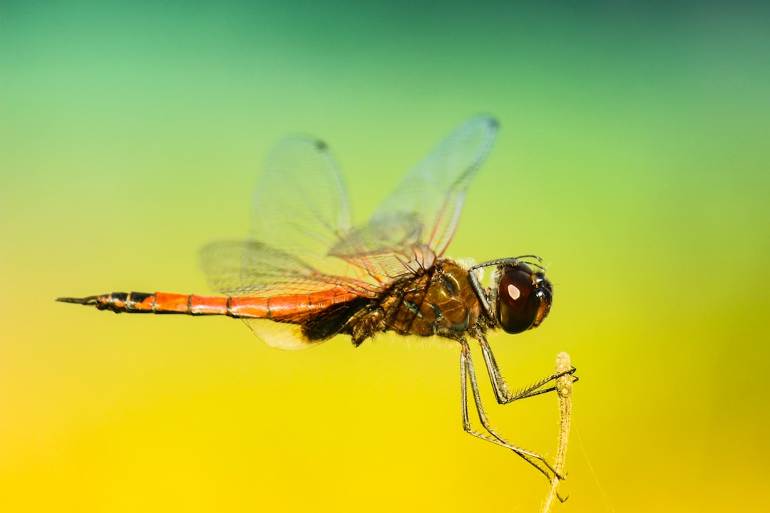 Insect