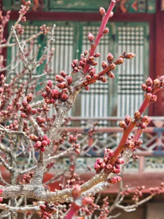 창덕궁 만첩홍매화 개화시기 명소_13