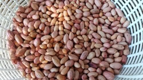 땅콩-수확-털기-말리기-탈각작업-땅콩효능