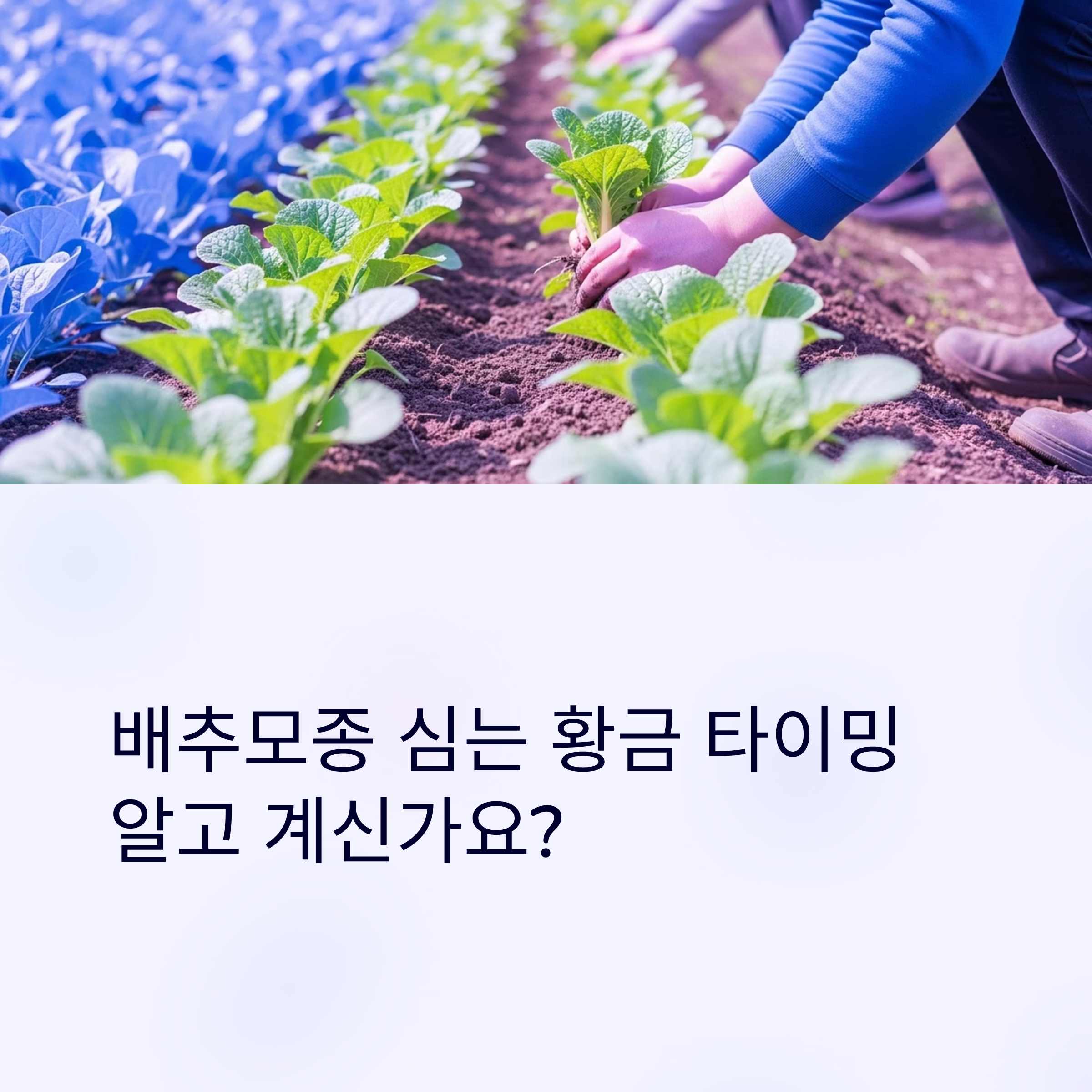 배추모종 심는 타이밍 2