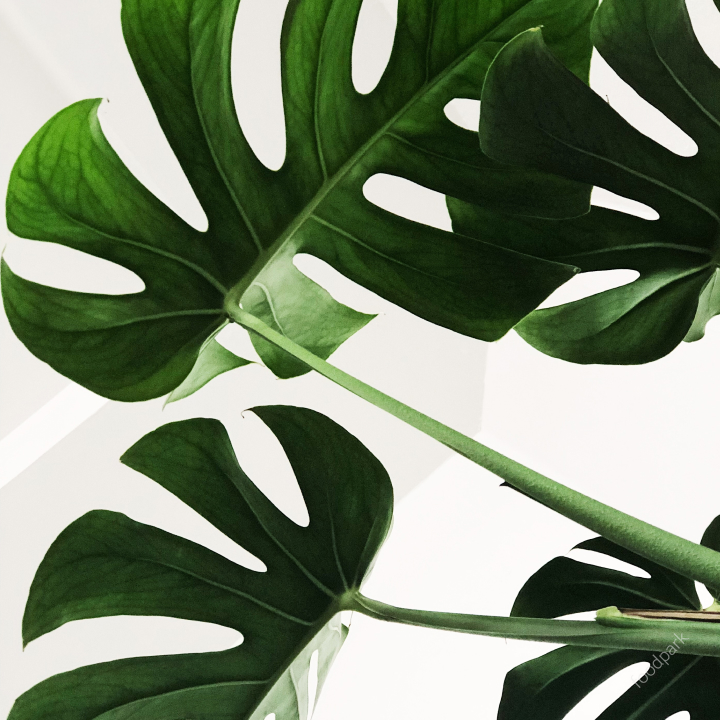 식물 공기 정화 효과