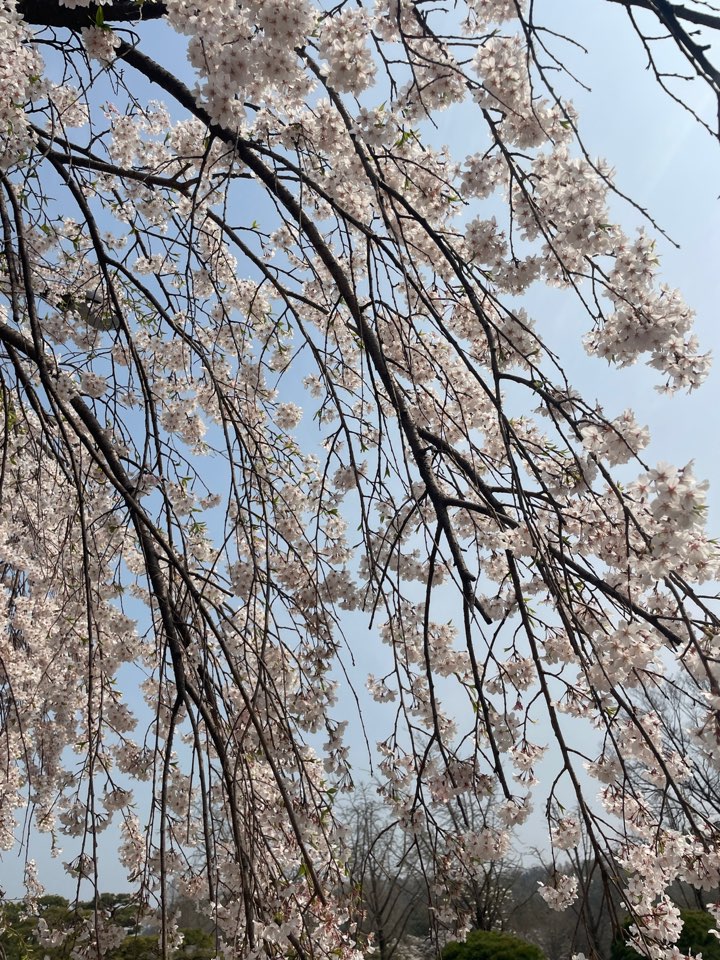 벚꽃