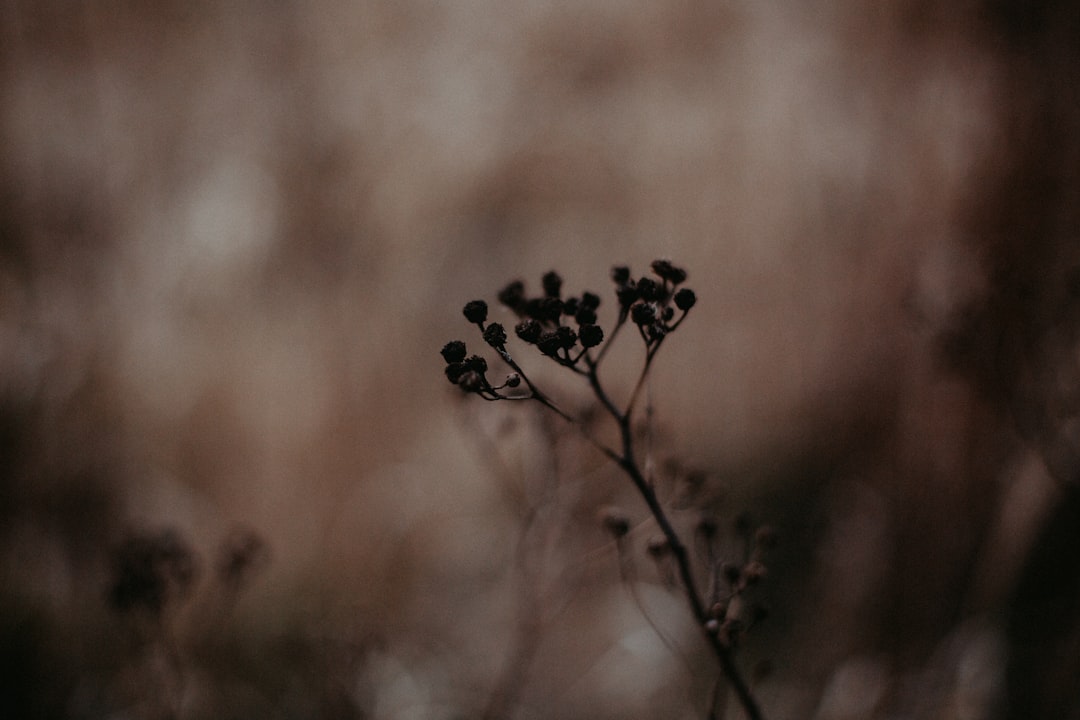 Senescence
