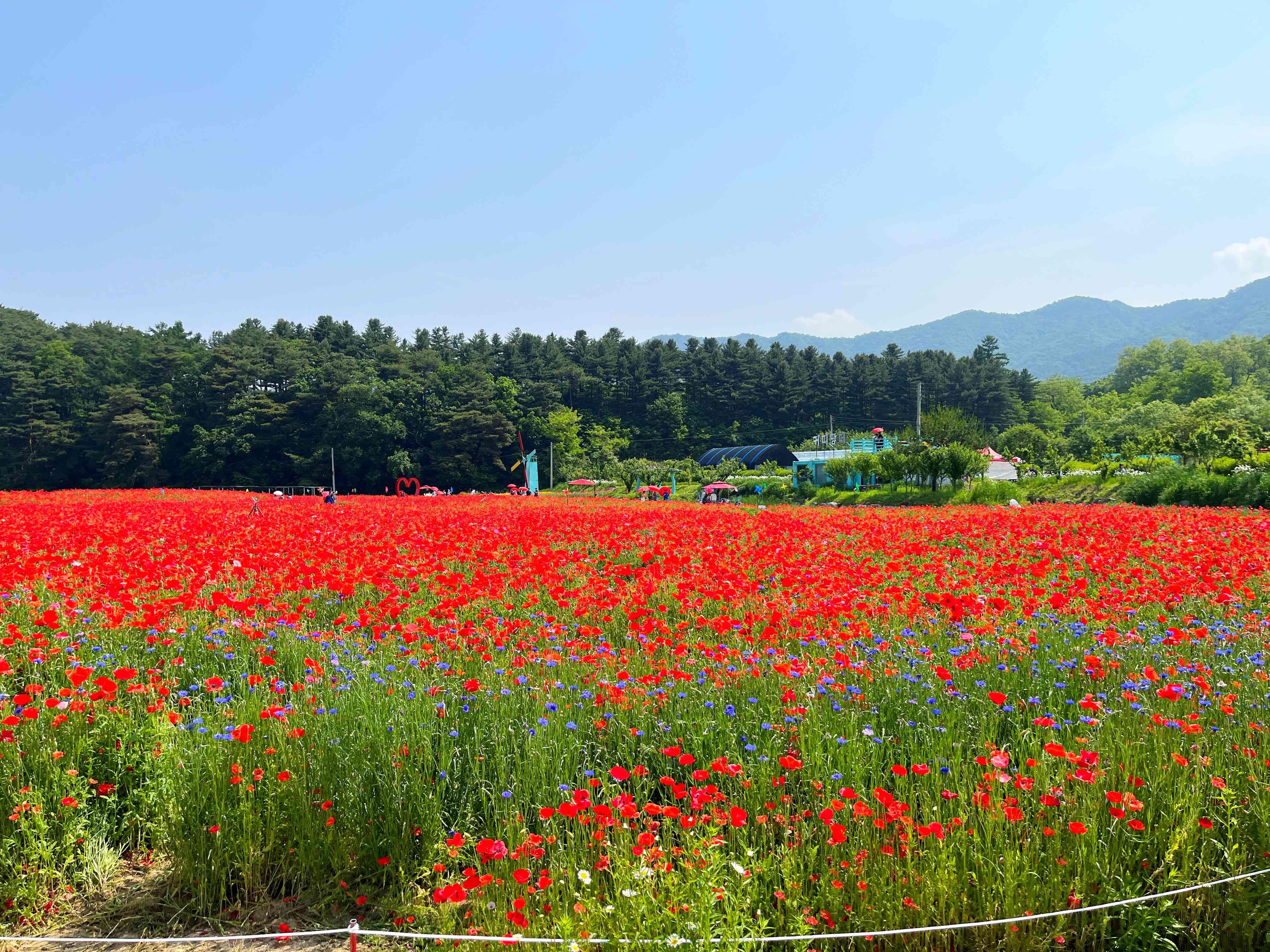용수골 양귀비축제