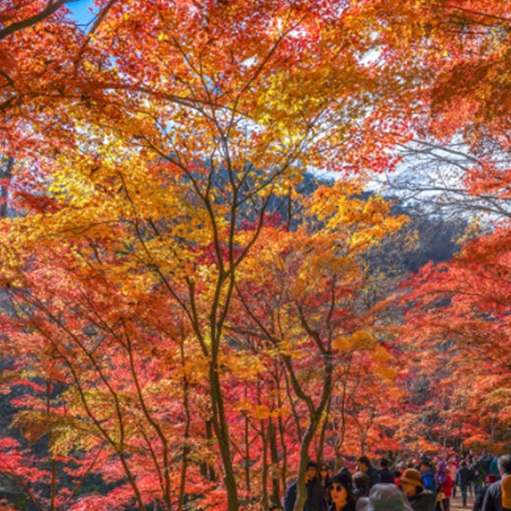 강천산 단풍 절정시기