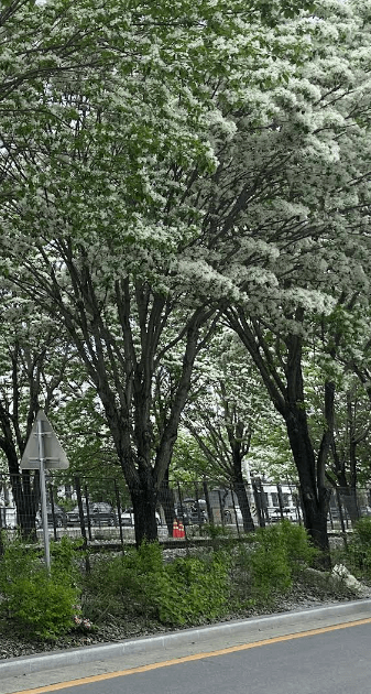 전주 이팝나무 철길 가는길