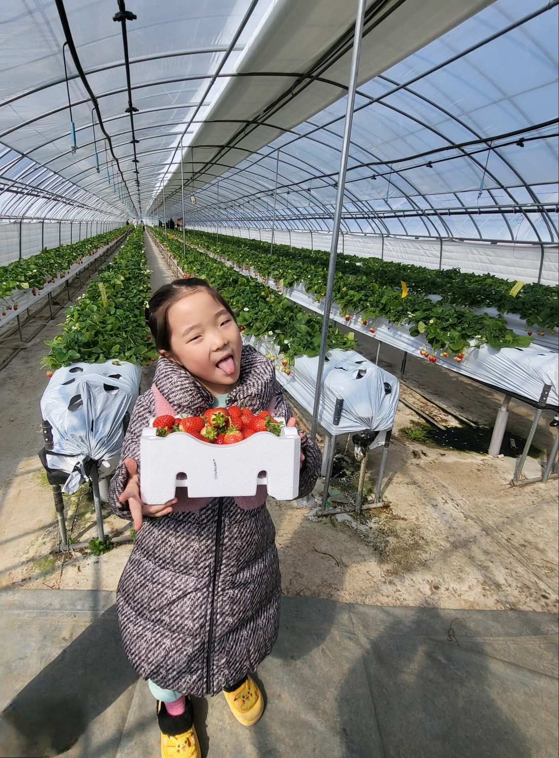 청주 딸기 체험&amp;#44; 딸기 케이크 만들기 (가산딸기 강추!!)
