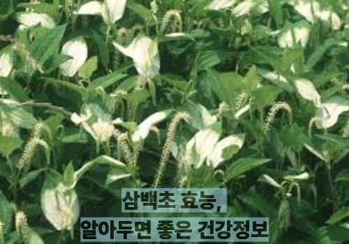 삼백초 효능, 알아두면 좋은 건강정보