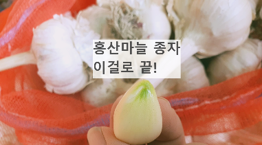 홍산마늘 끝부분