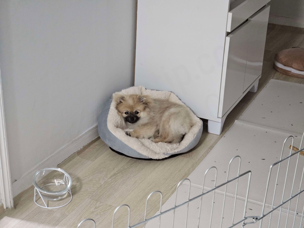 울타리 속에서 생활하는 강아지