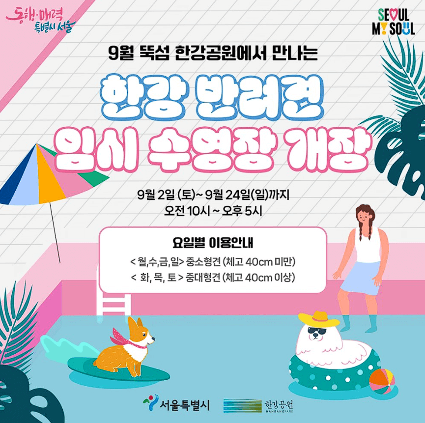 무료로 즐기는 반려견 수영장, 뚝섬한강공원에 개장