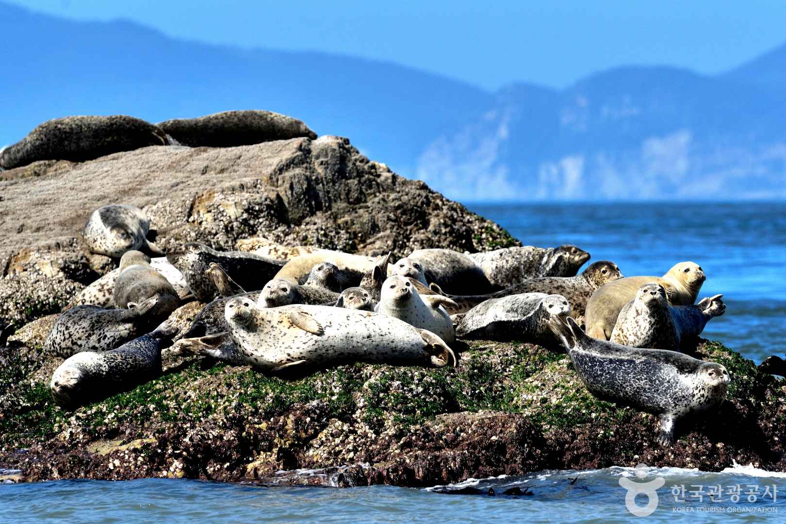 백령도 점박이물범