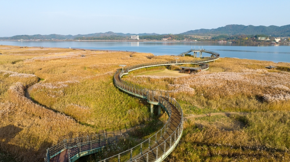 충남 서천 신성리갈대밭