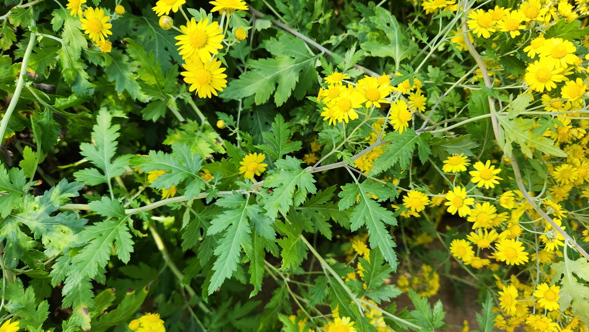 산국