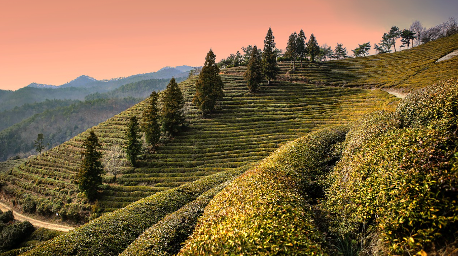 보성 여행 사진