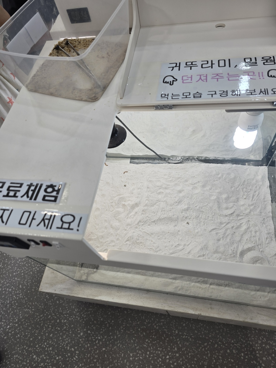 샌드피쉬 먹이주기 체험 존