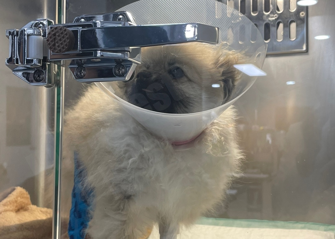 수술 후 입원한 강아지