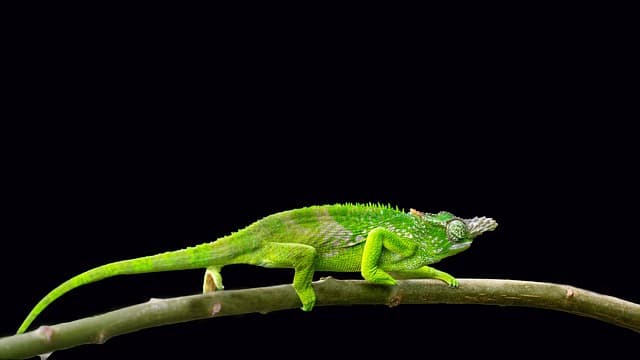 이구아나를 건강하게 키우기 위한 필수 사육 조건