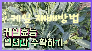 "케일