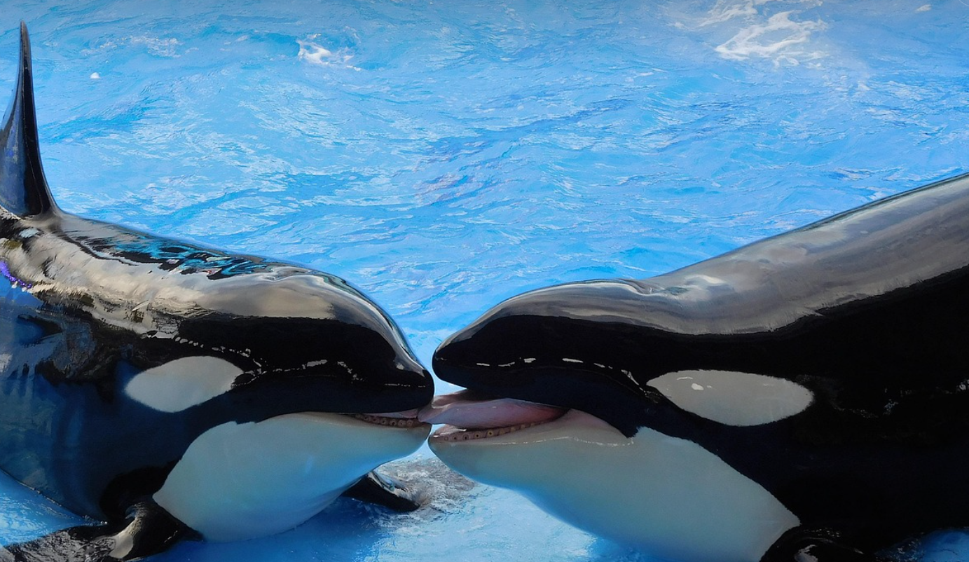 인간처럼 갱년기를 겪는 동물 범고래 이미지