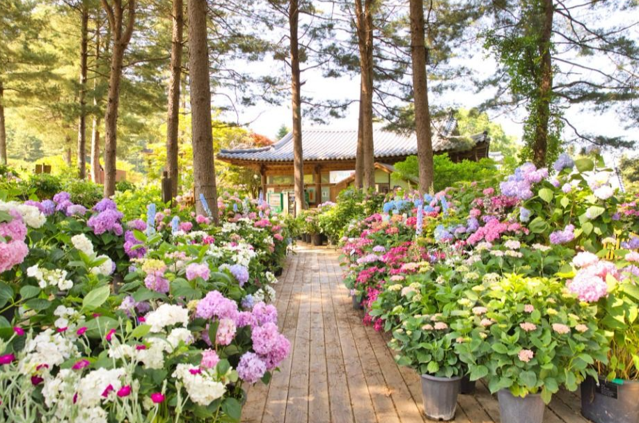 아침고요수목원 수국전시회