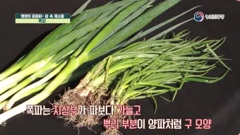 텃밭 부추 쪽파 재배 다년생 관리 수확주기 웃거름 월동_12