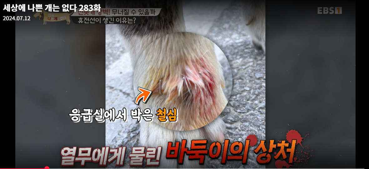 설채현-세상에나쁜개는없다-세나개-283화-진돗개장벽-재방송