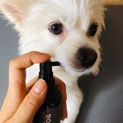 강아지 입냄새 원인과 제거 방법