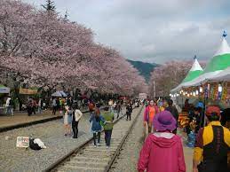  진해군항제 프로그램