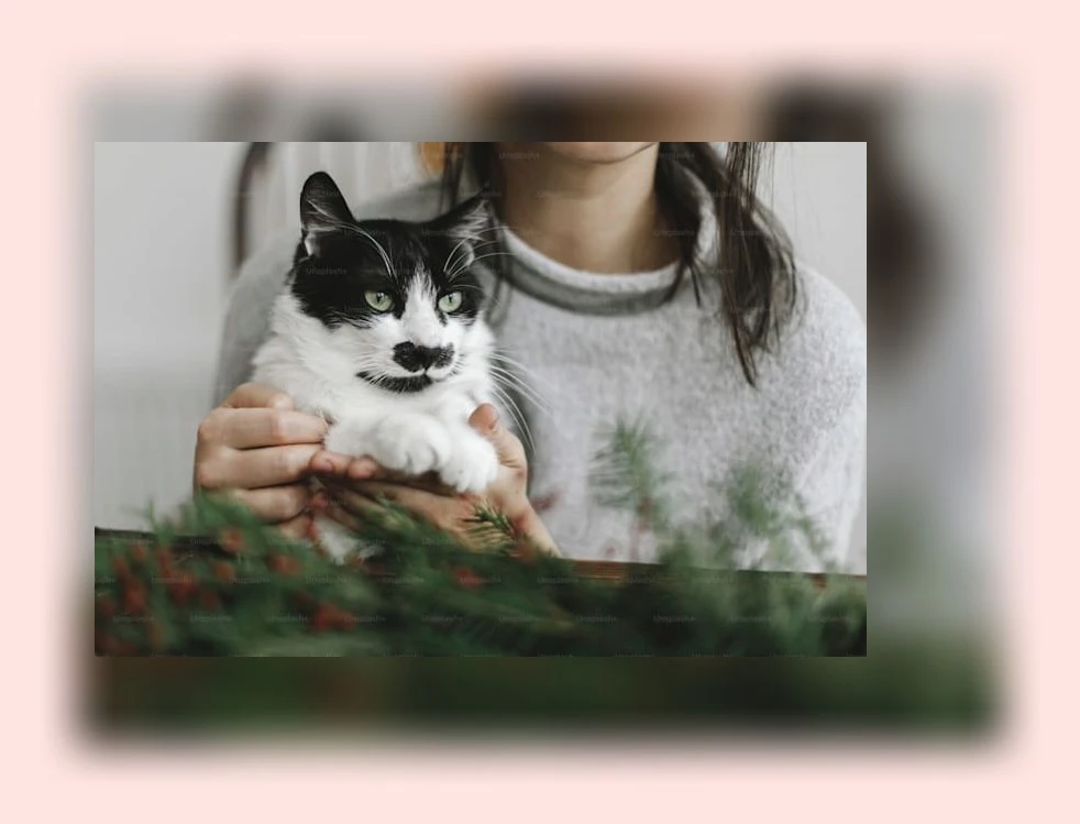 겨울철 고양이 관리_1_subsection