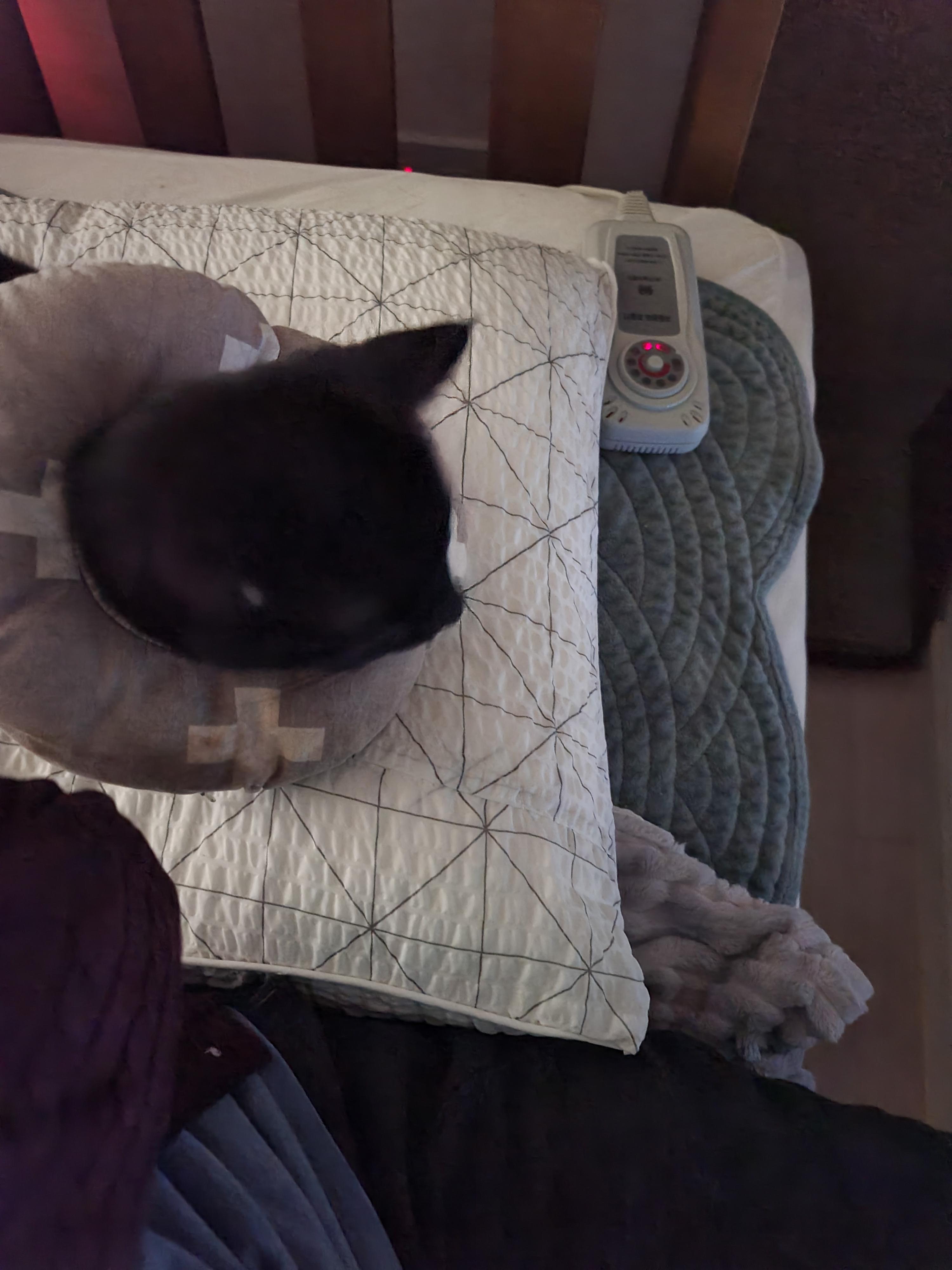 센티한 건이 모음.. (feat. 문화생활 즐기는 고양이 건이)