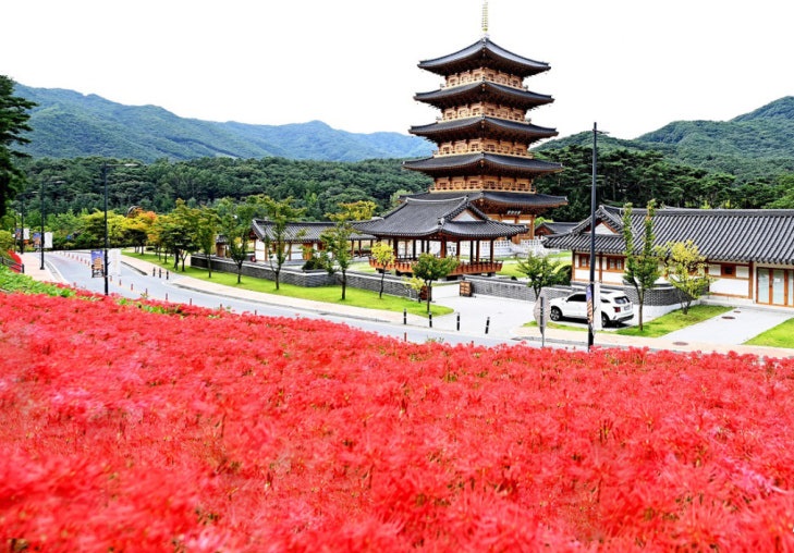 김천 직지사 꽃무릇축제 가을여행 가이드 사진